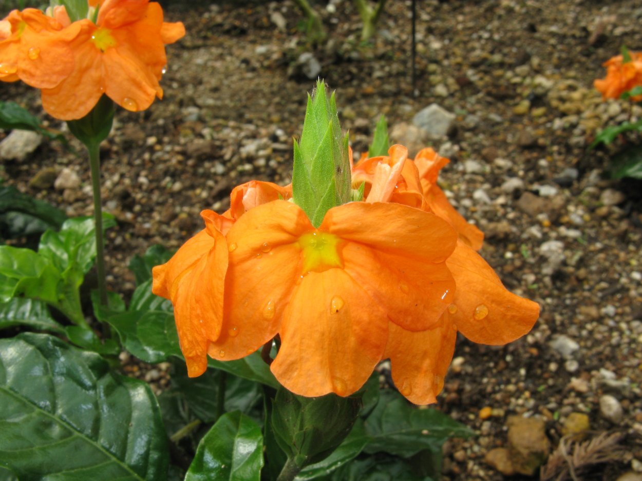 Кроссандра Тропик красная