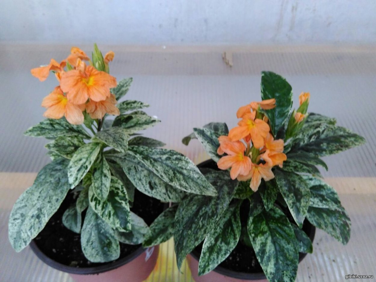 Кроссандра вариегатная