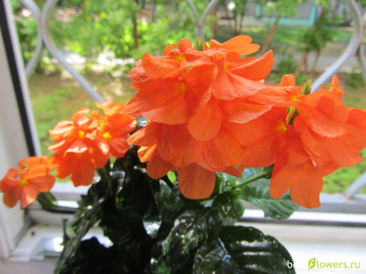 Кассандра голубая цветок