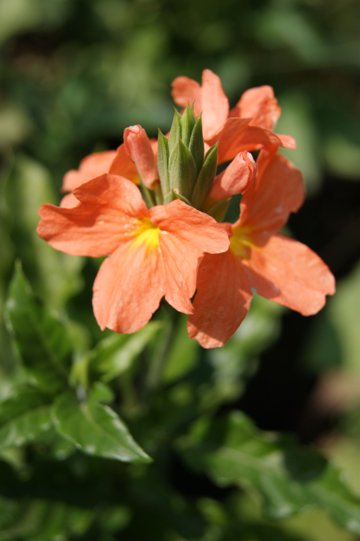 Кроссандра оранжевая