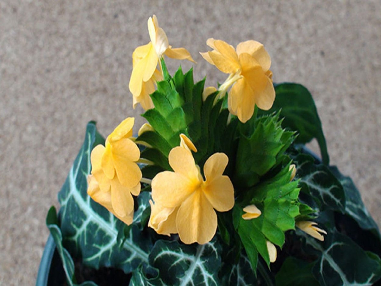 Домашние растения Фортуна