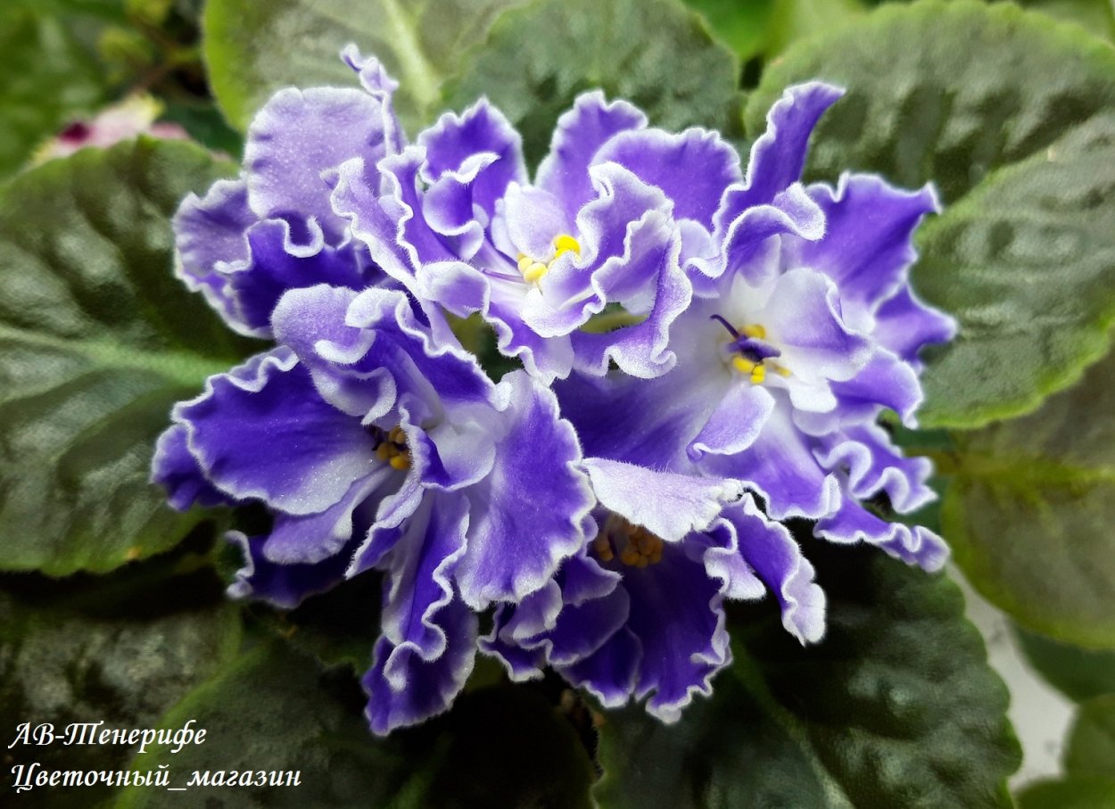 Фиалка Абсолем