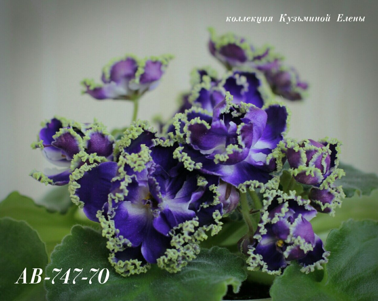 Фиалка АВ 747-70