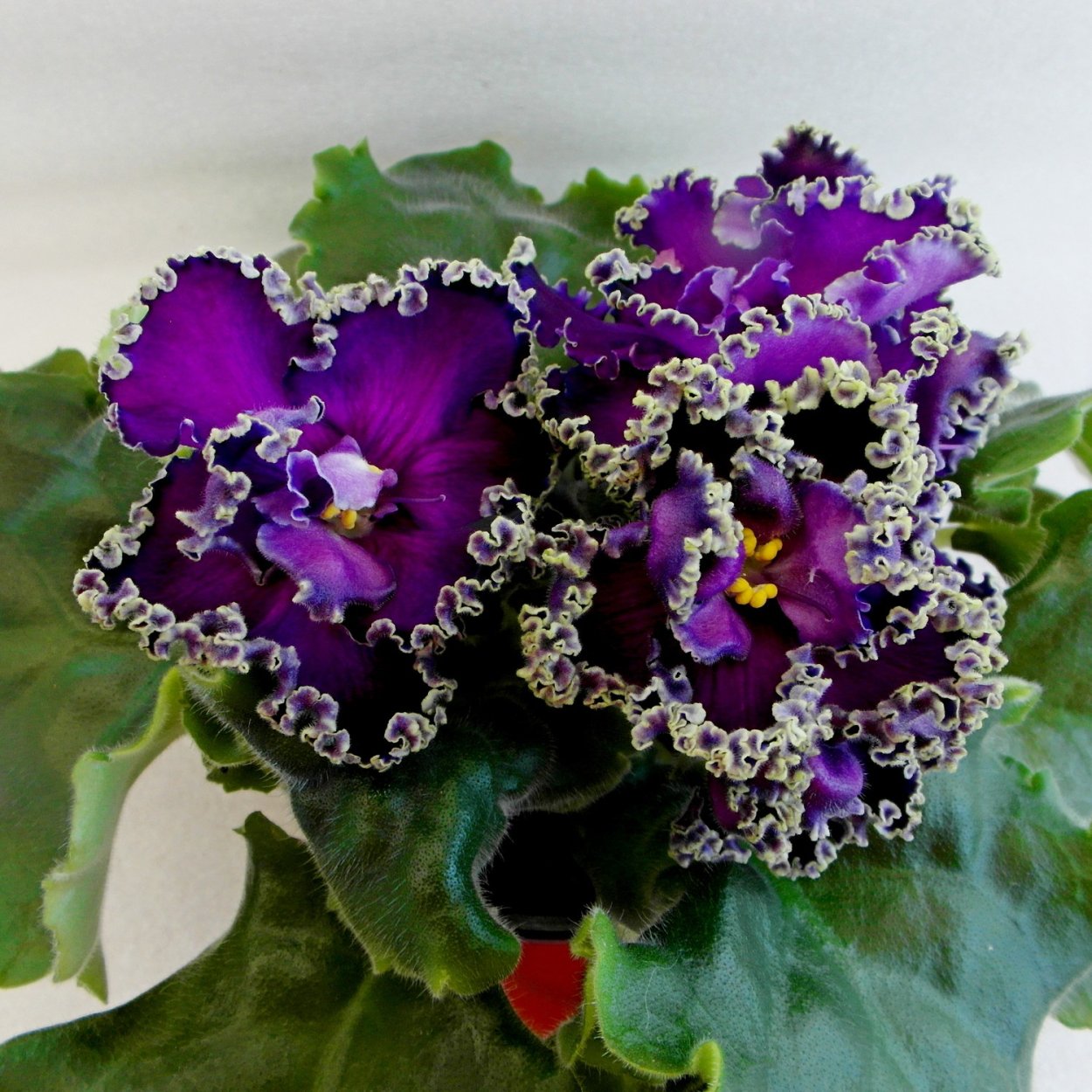 Фиалка водяной