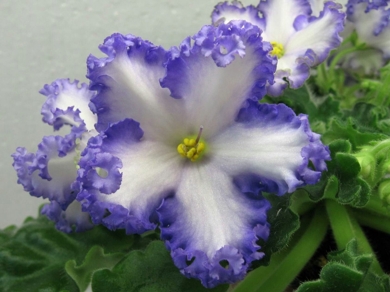 Фиалка РМ Франческа