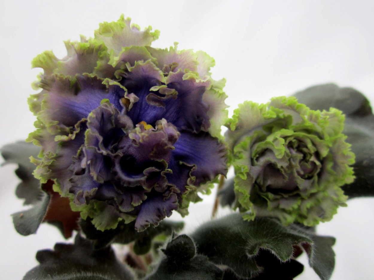 АВ Бриллиантовый дым фиалка