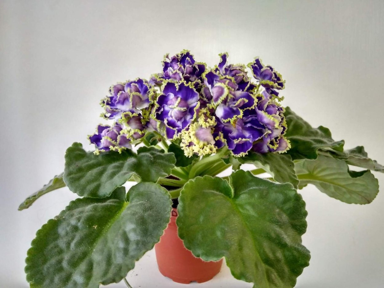 Ф дух воды фиалка