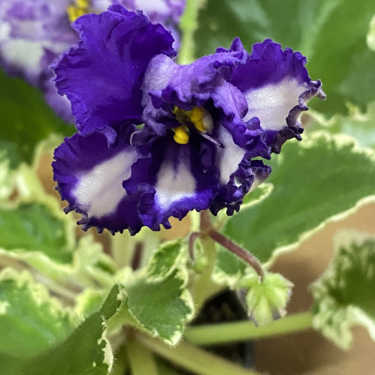 Фиалка РС Баядера