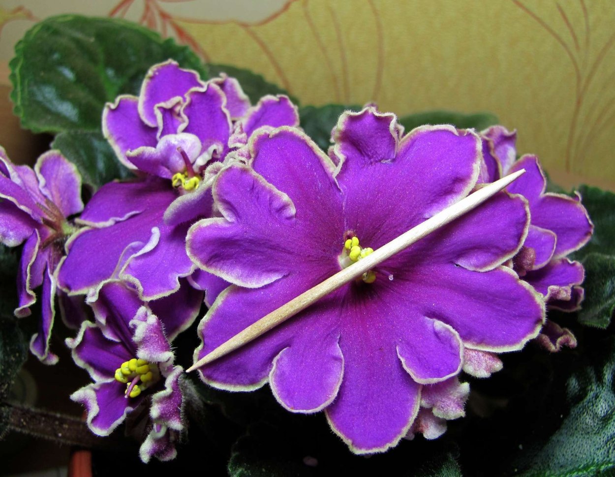 Фиалка Icy Sunset