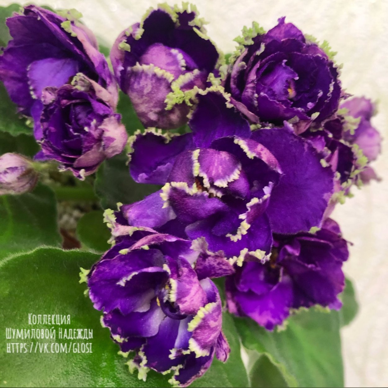 Фото фиалки дарк Тачер