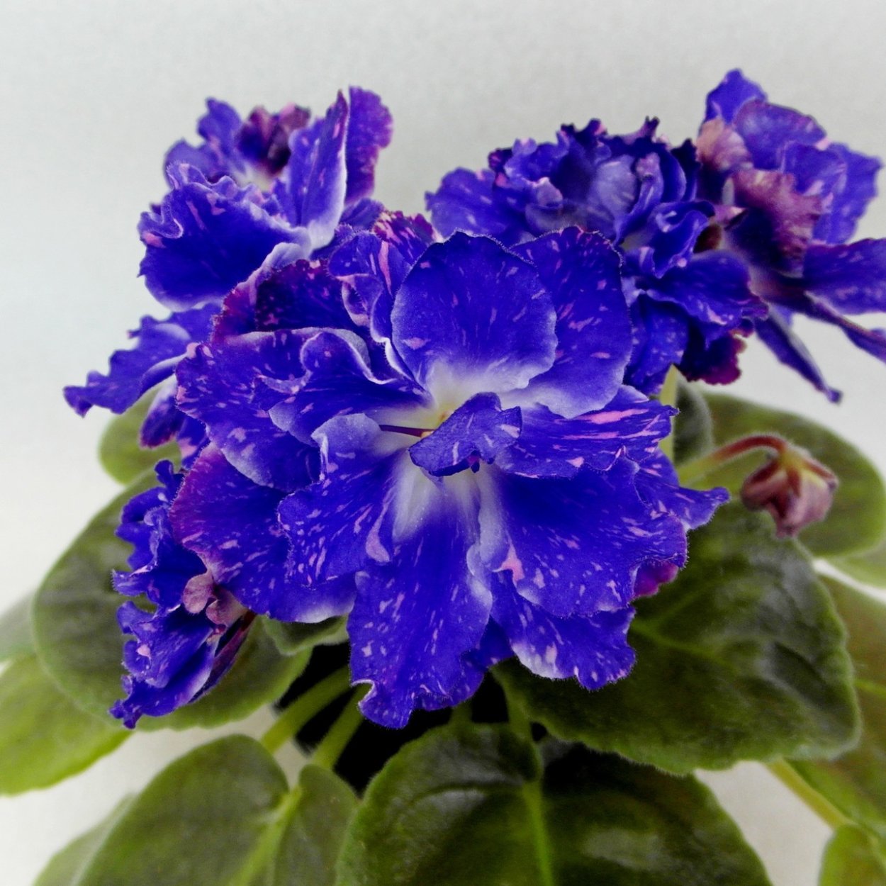 Фиалка ЛФ волшебница