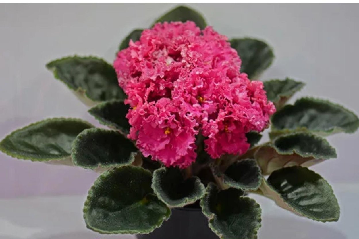 Фиалка АВ курага