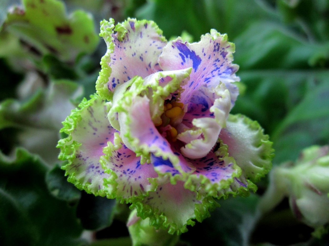 Фиалка Ле Шанталь