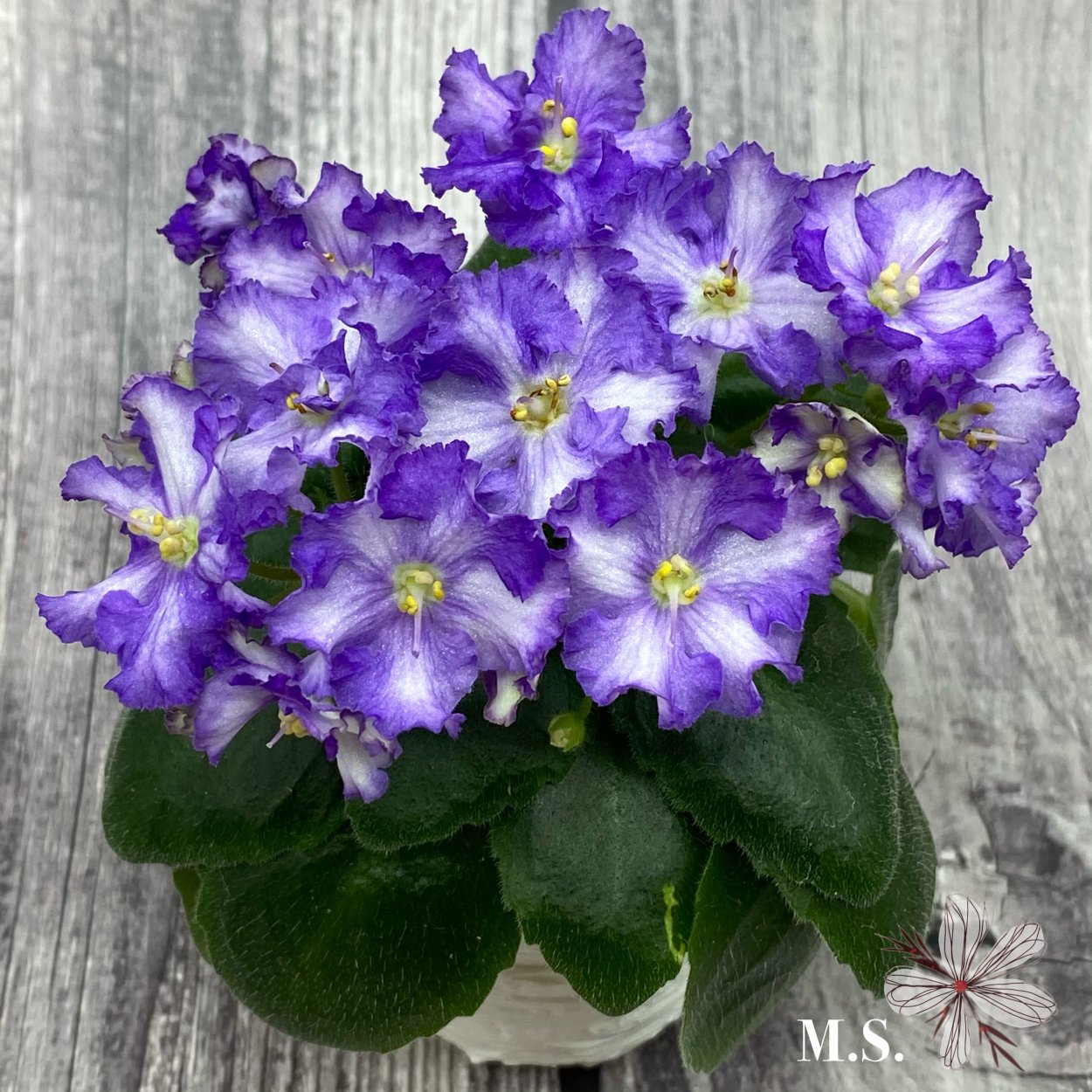 Химера воды