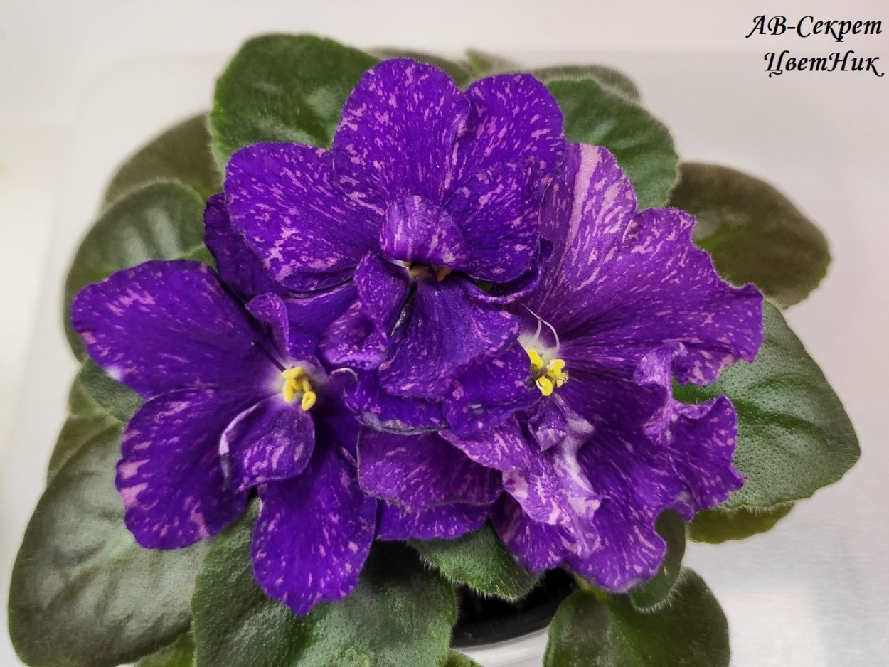 Фиалка ф Царский цвет