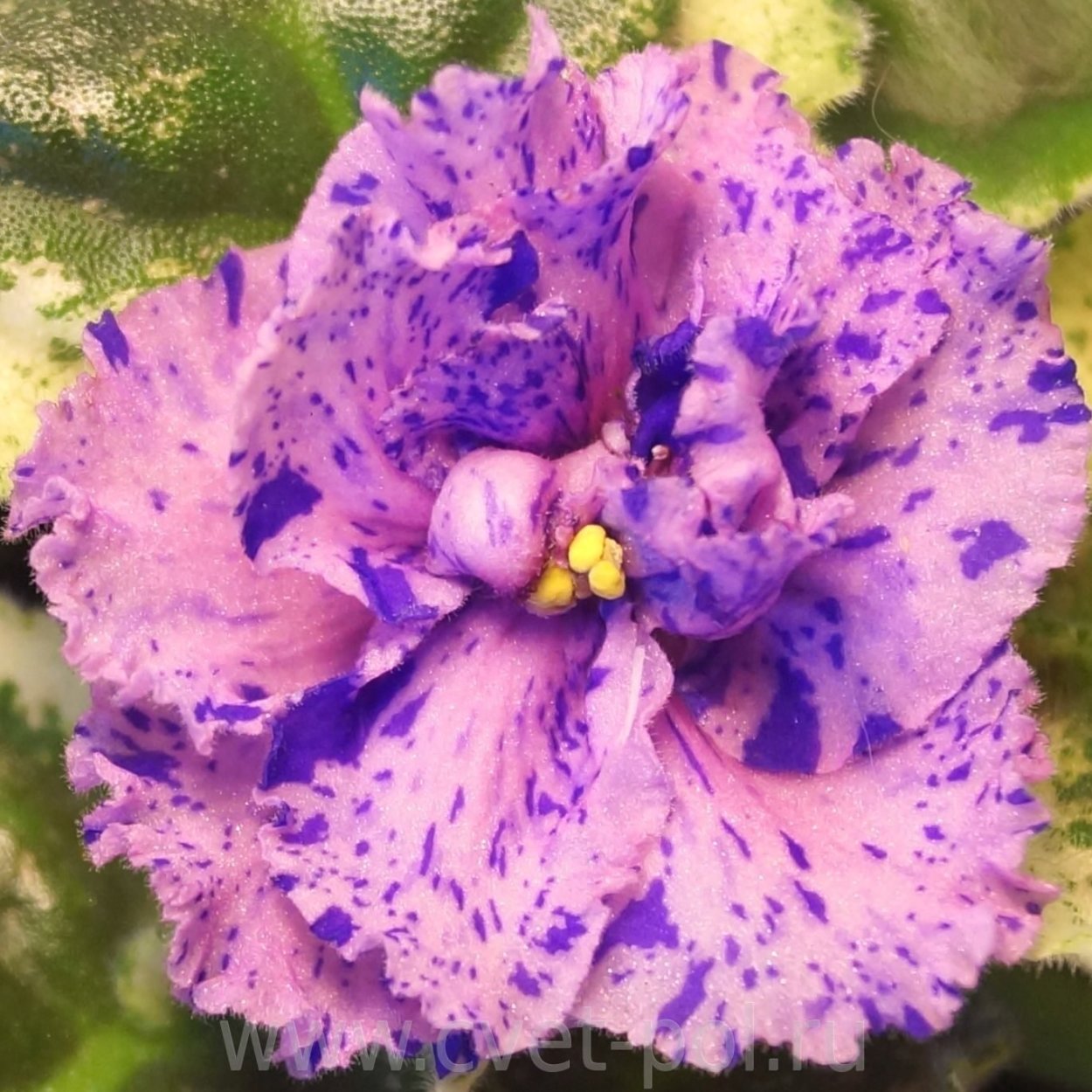 Ice Fantasy фиалка