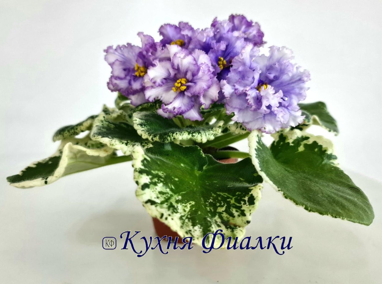 Фиалка Вечная молодость