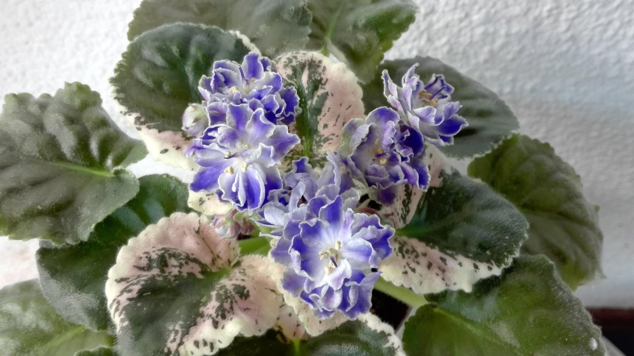 Фиалка Каенс леди Мэн