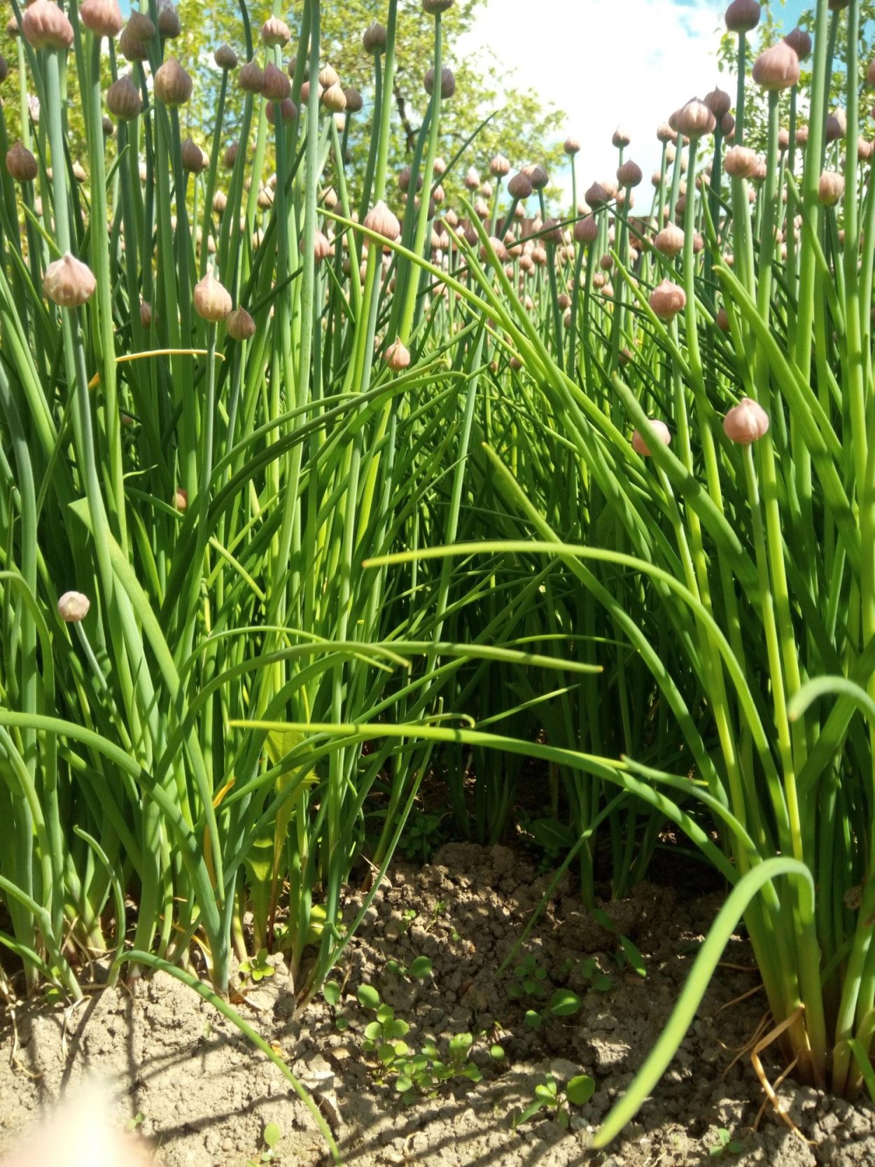 Лук сеянец фиолетовый