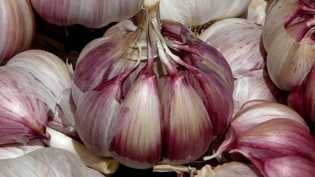 Чеснок сорта Грибовский