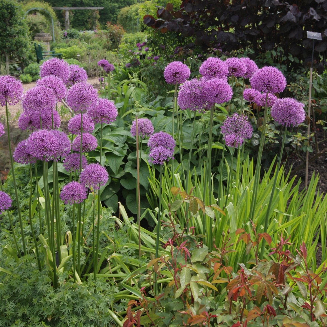 Аллиум афлатунский