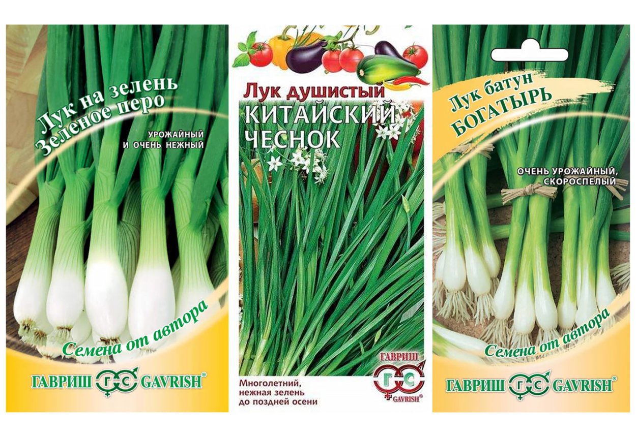 Лук душистый китайский чеснок семена Гавриш