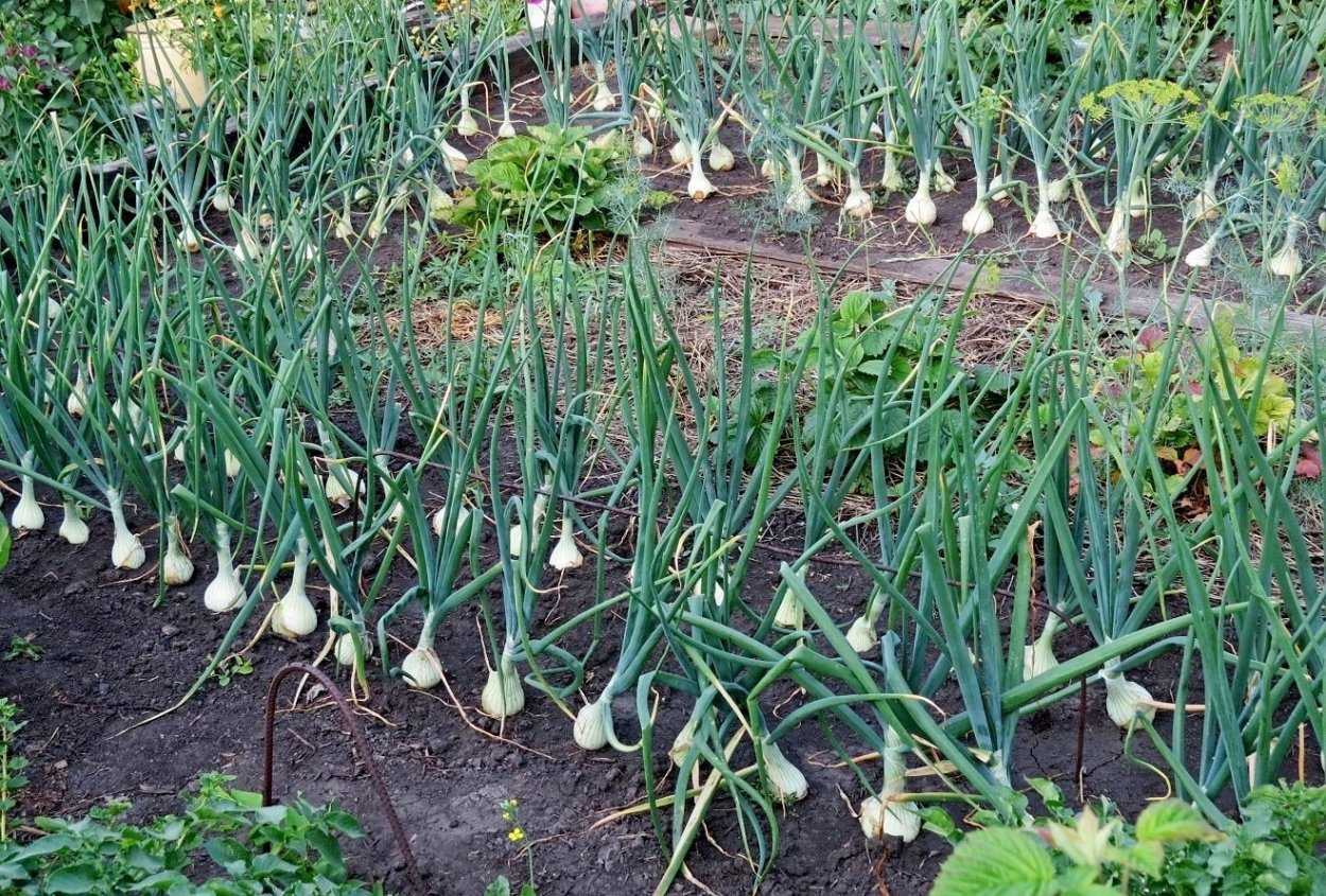 Грядка лука Эксибишен