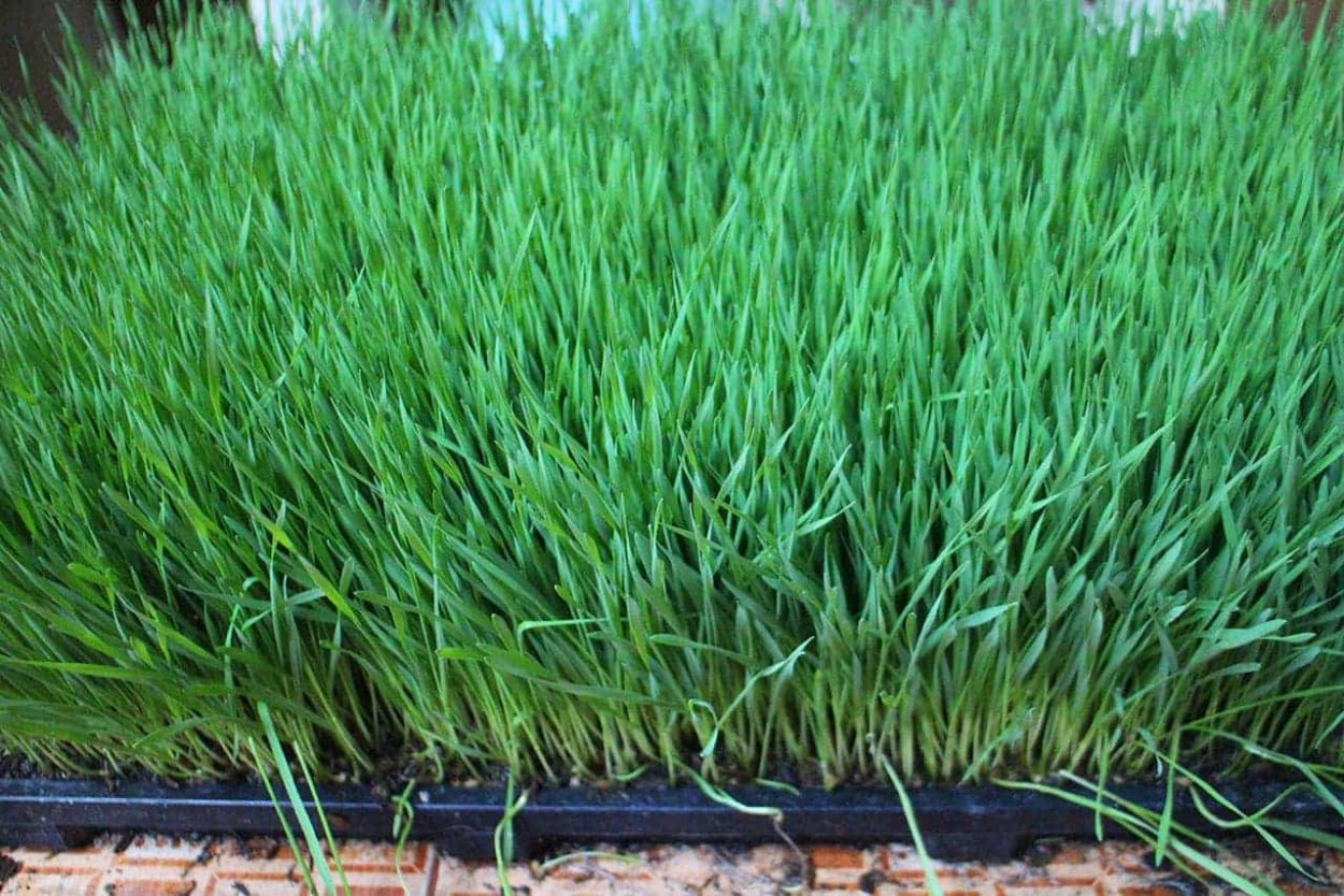 Лук зеленый шнитт