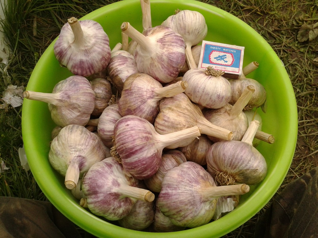 Крупные сорта чеснока
