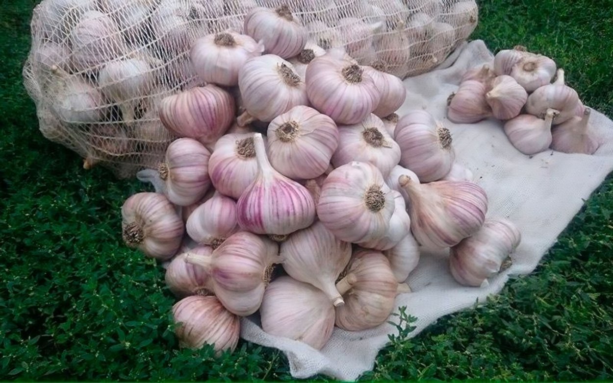 Чеснок сорт Любаша