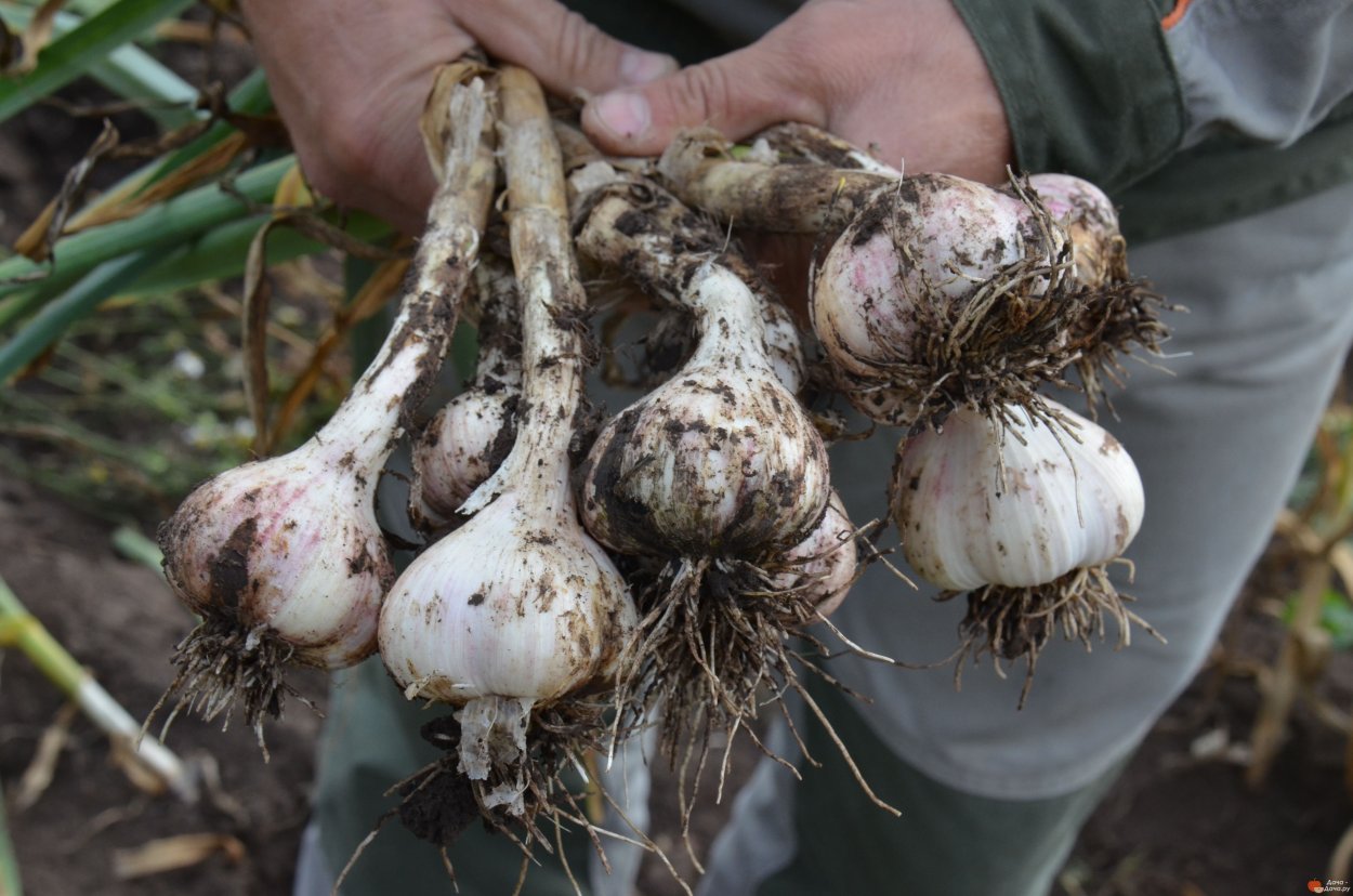 Чеснок сорт Шадейка