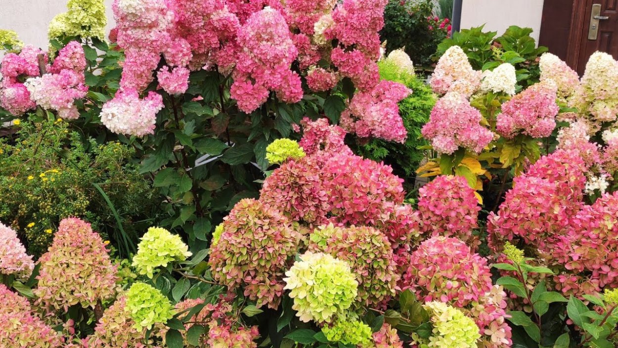Цветение гортензий 2022
