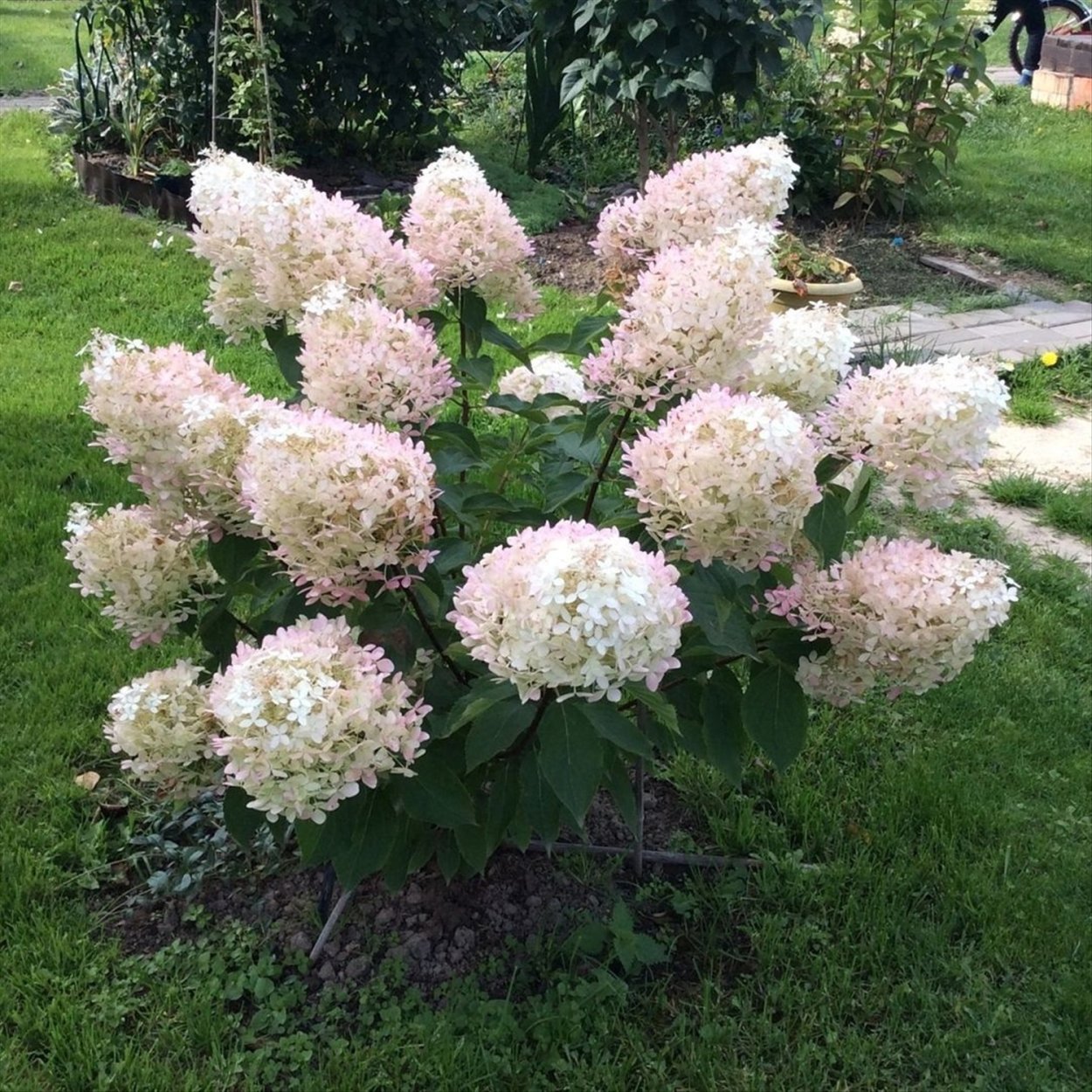 Гортензия панфлора