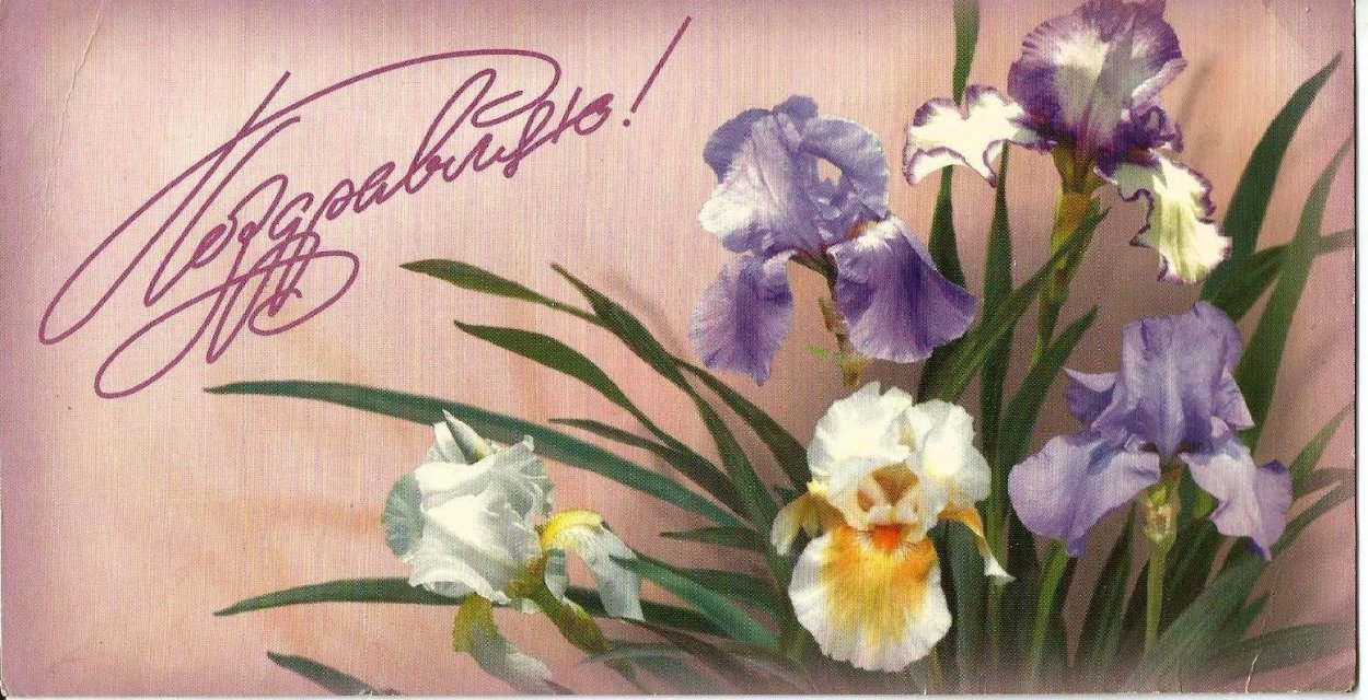 Ирисы открытка