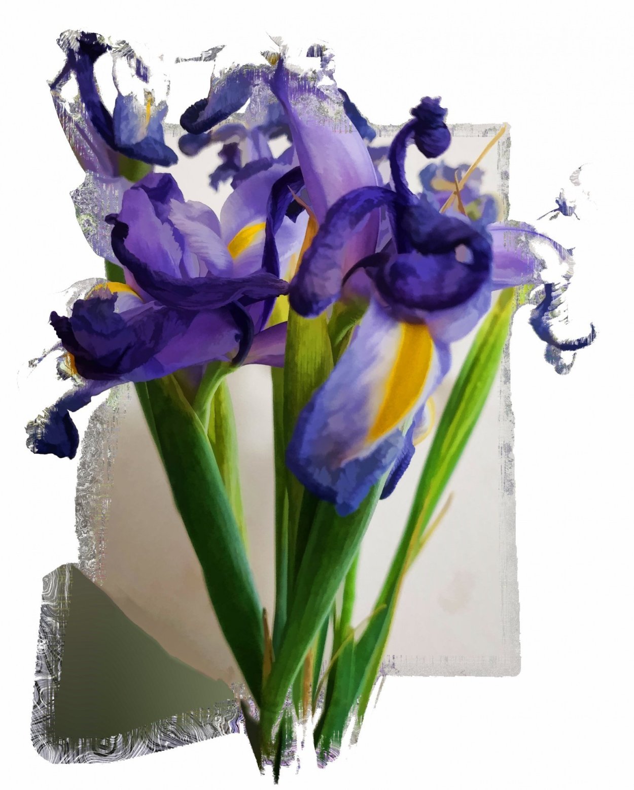 Ирис полевой