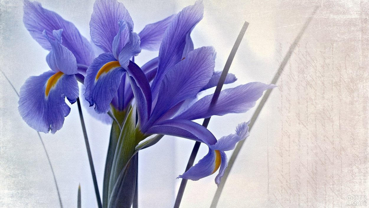 Нежные цветы ирисы