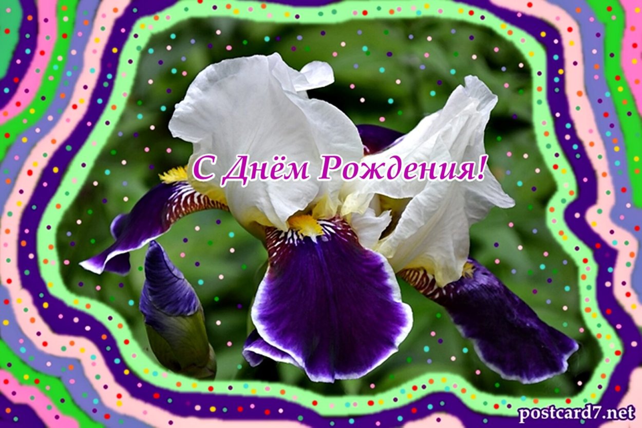 Открытки с днем рождения ирисы
