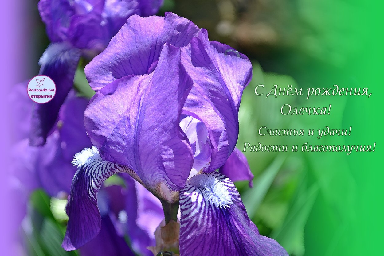 С днем рождения ирисы
