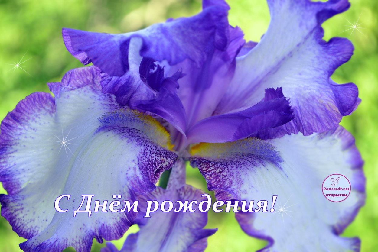 Ирисы открытка