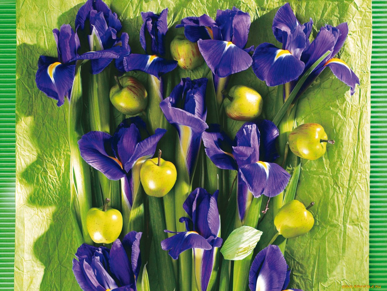 Ирис сетчатый Наташа