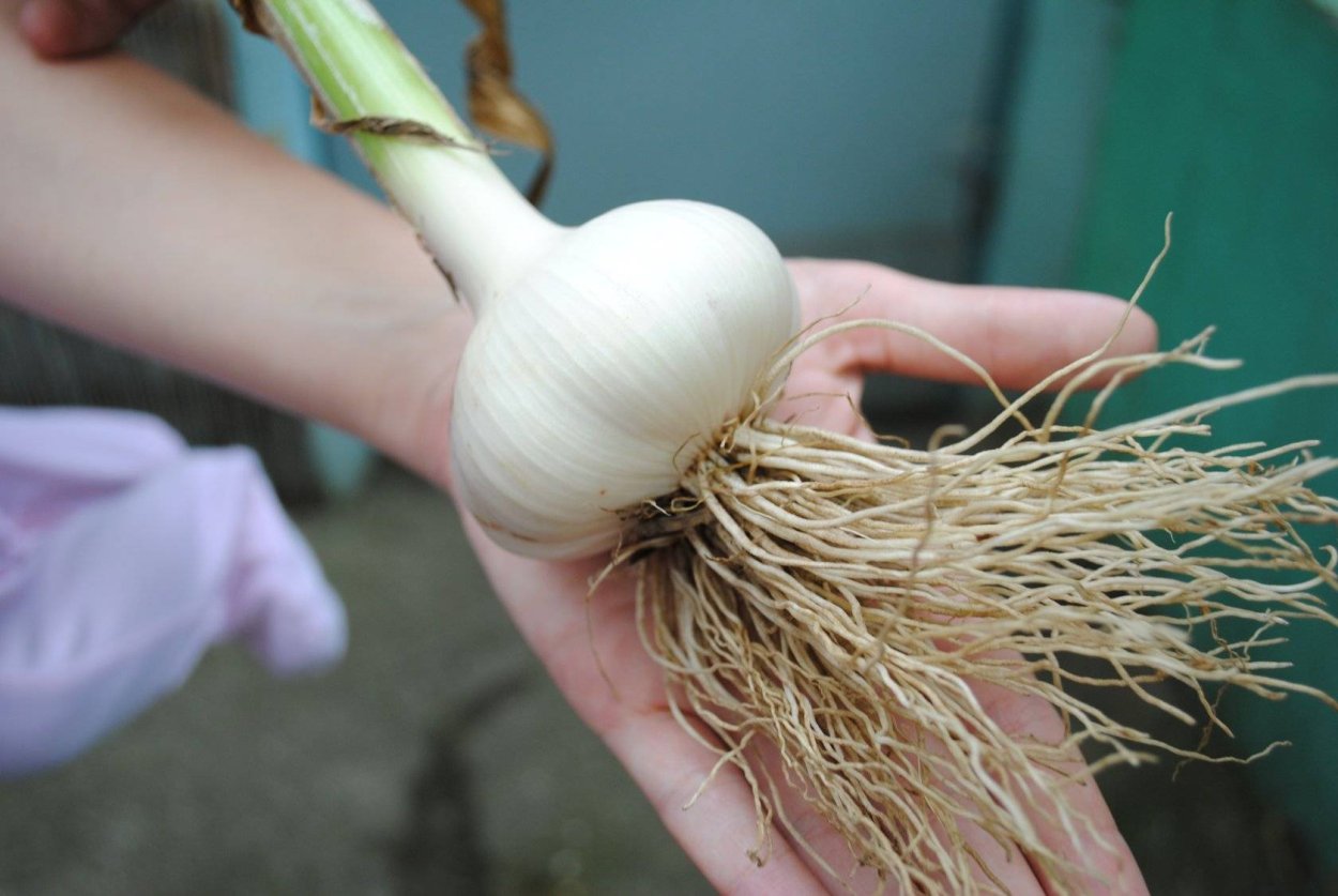 Семена чеснока для посадки