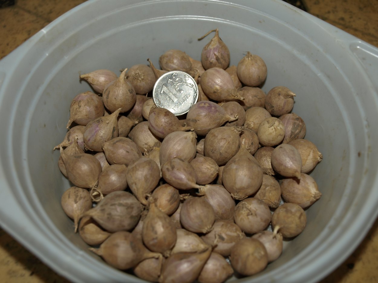 Однозубчатый чеснок