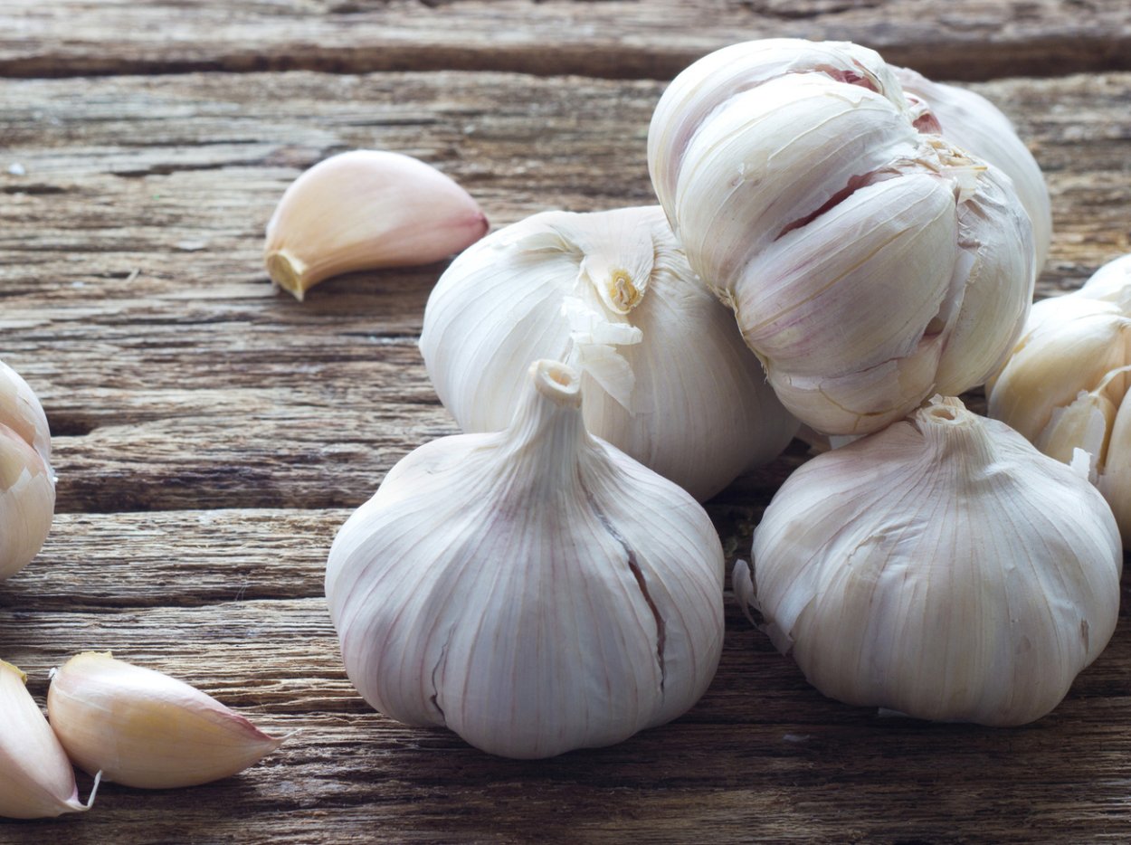 Чеснок озимый сорт Гулливер