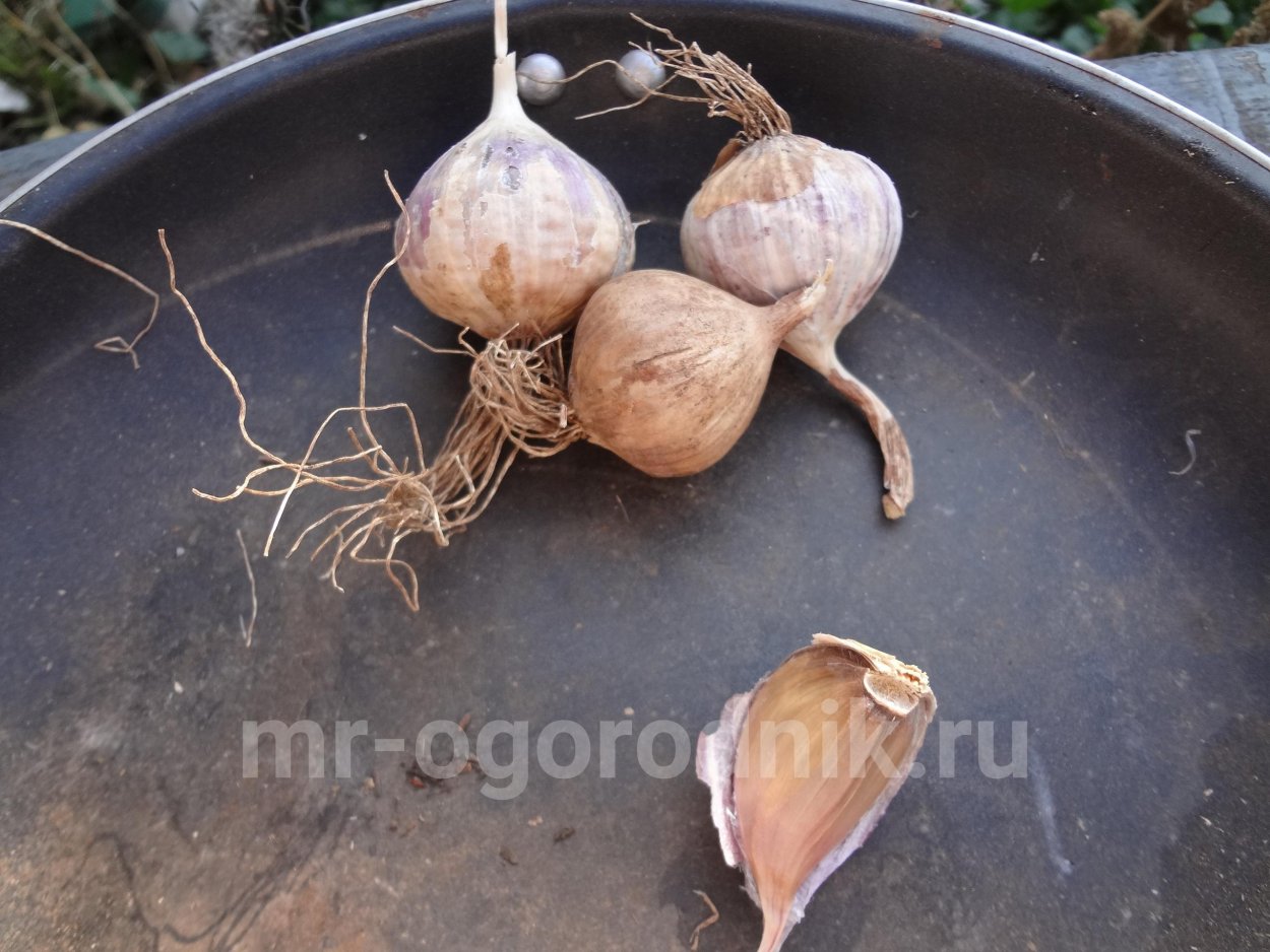 Чеснок однозубки из бульбочек