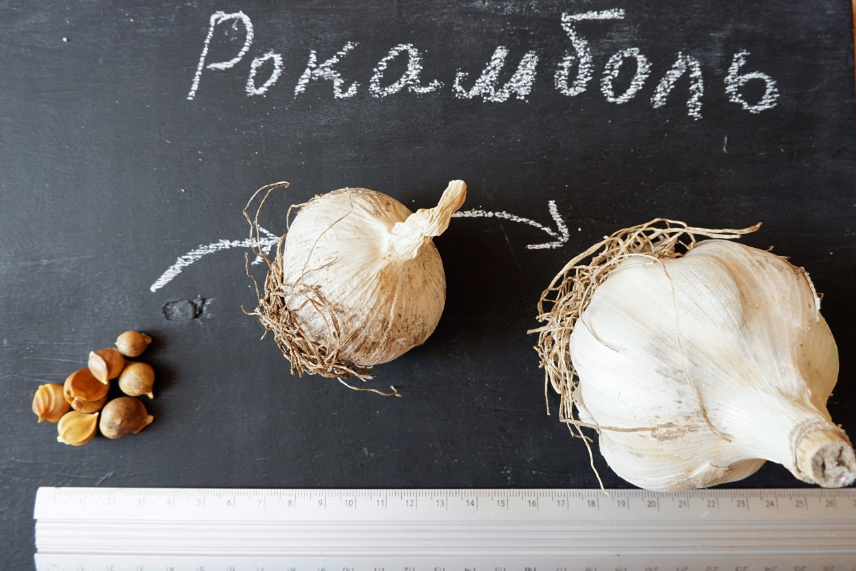 Семена Рокамболь чеснок Рокамболь