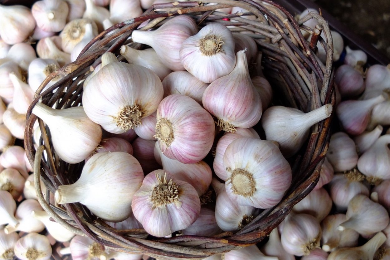 Краснодарский чеснок