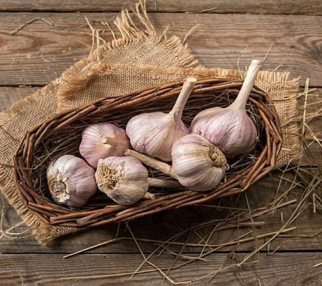 Чеснок фото