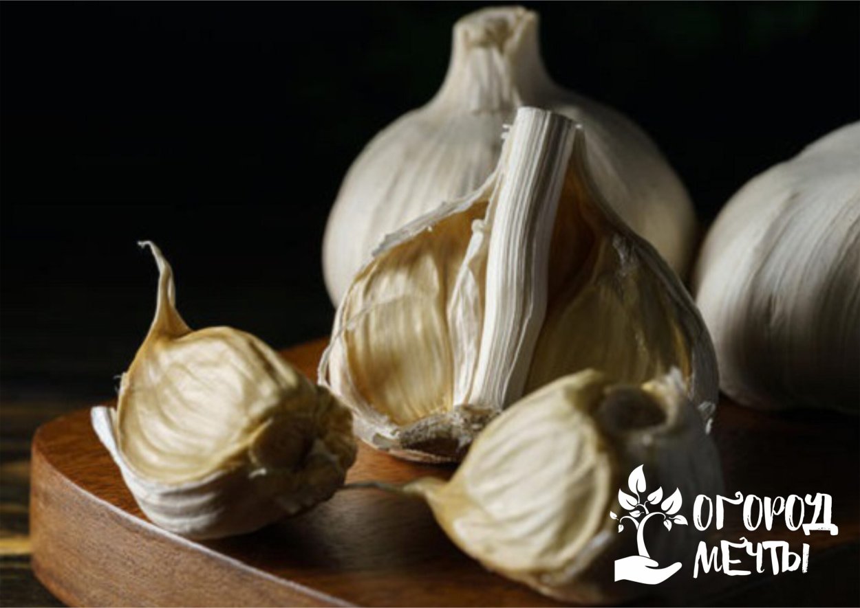Чеснок Сибирский великан