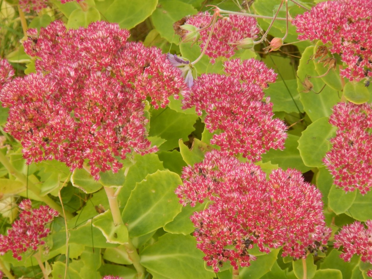 Очиток пурпурный, заячья капуста