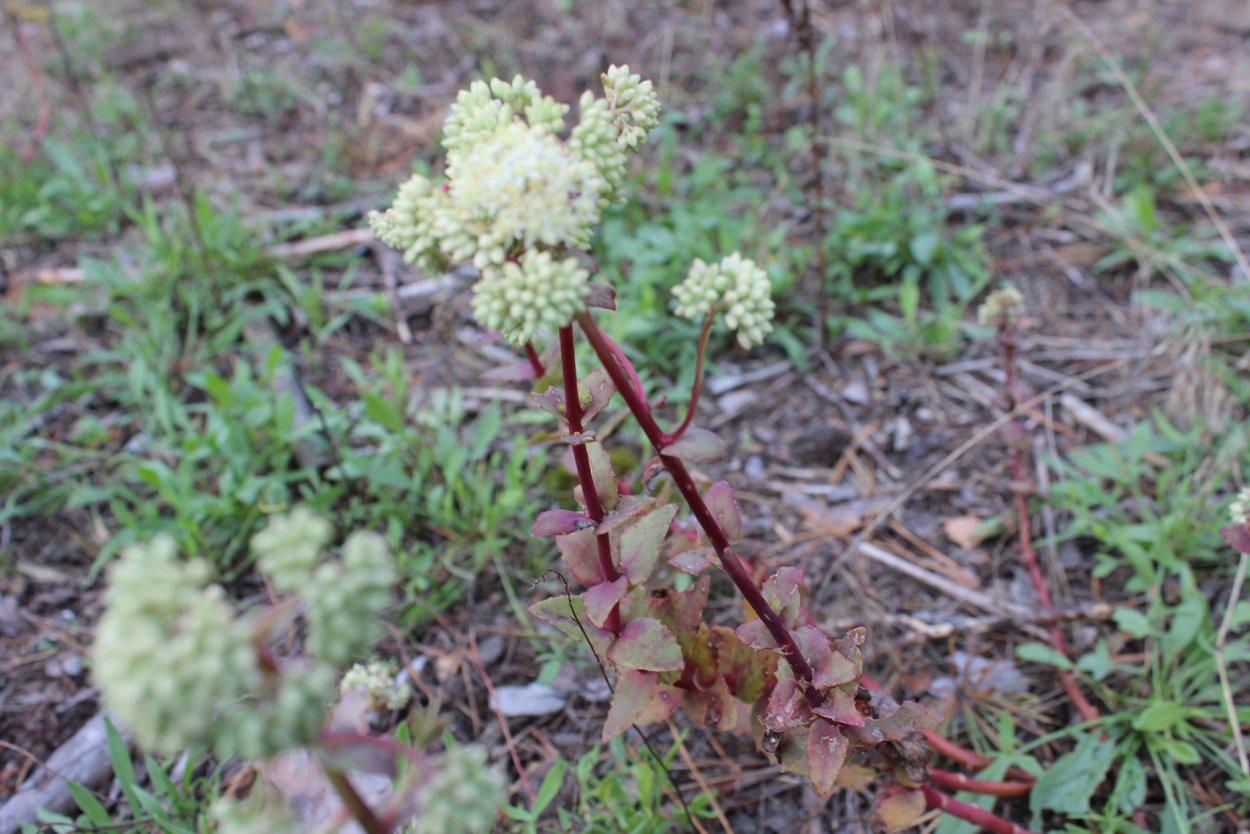 Очитник Рупрехта